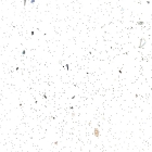 Андромеда белая 017 глянец